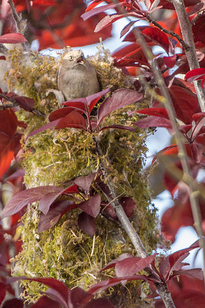 Bushtits 2015- 32