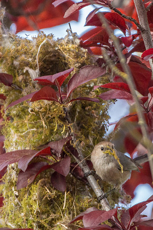 Bushtits 2015- 33
