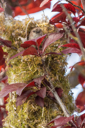 Bushtits 2015- 34