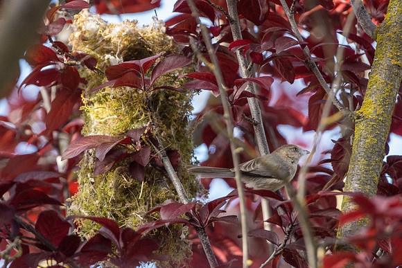 Bushtits 2015- 35