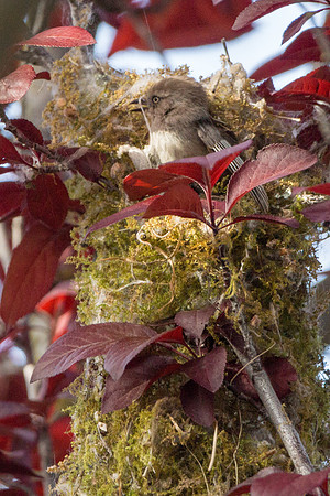 Bushtits 2015- 36