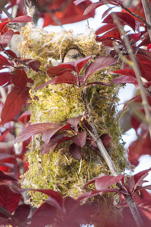 Bushtits 2015- 37