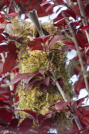 Bushtits 2015- 38