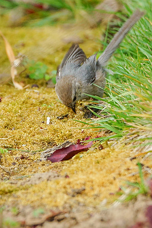 Bushtits 2015- 03