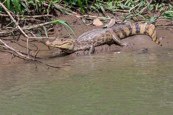 Spectacled Caiman