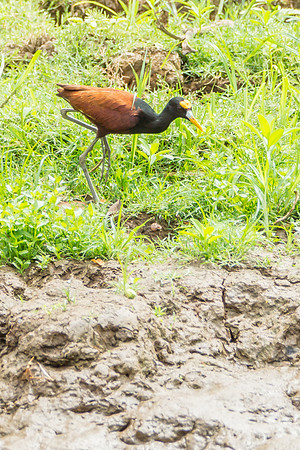 Northern Jacana