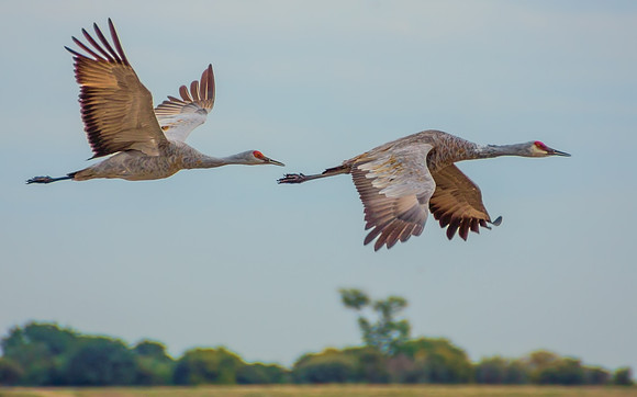 Sandhill cranes in flight