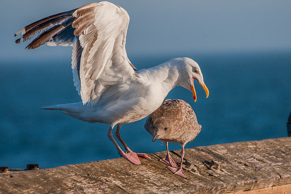 Seagull