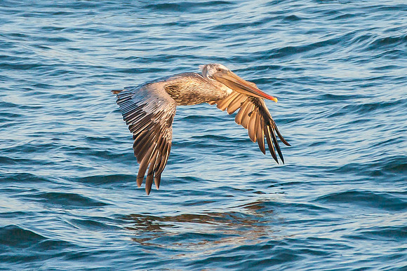 Brown Pelican