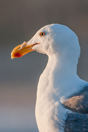Seagull