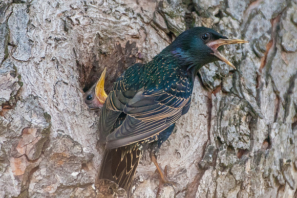 Starling with Young