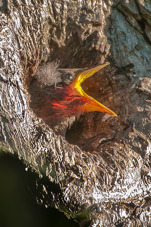 Starling hatchling