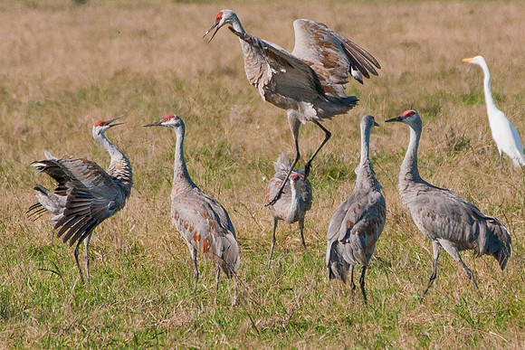 Sandhill Cranes