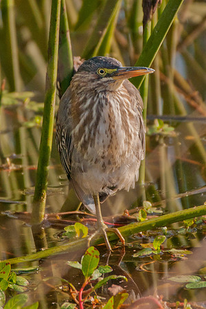 Green Heron