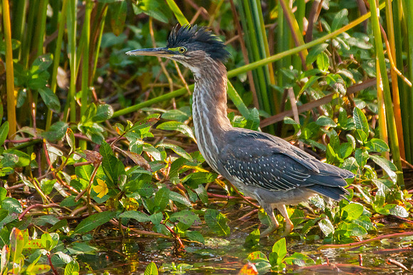 Green Heron