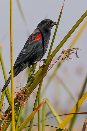 Red-winged Blackbird