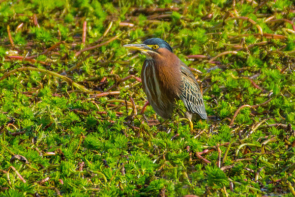 Green Heron