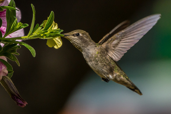 Hummingbird