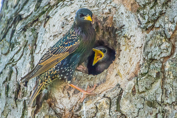 Starlings