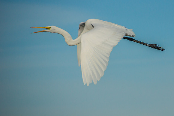 Great Egret
