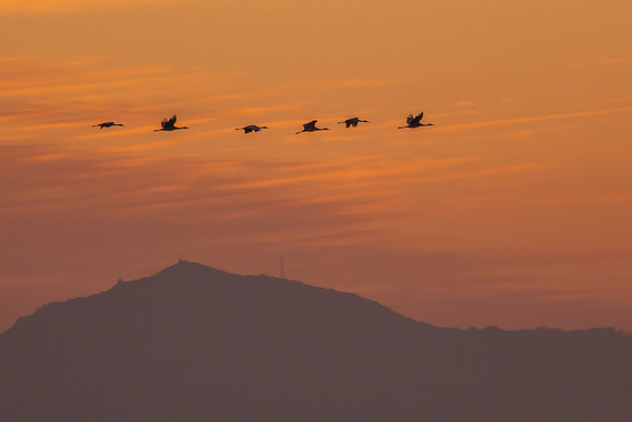 Sandhill Cranes Flying at Sunset