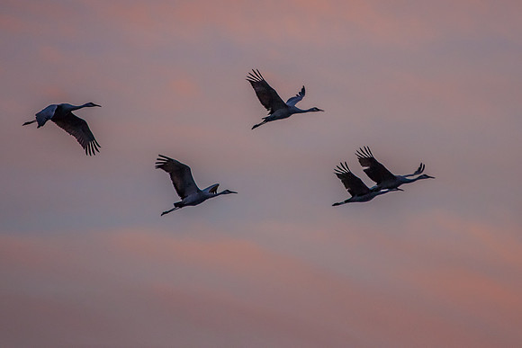 Sandhill Cranes Flying at Sunset