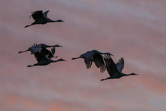Sandhill Cranes Flying at Sunset