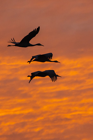 Sandhill Cranes Flying at Sunset