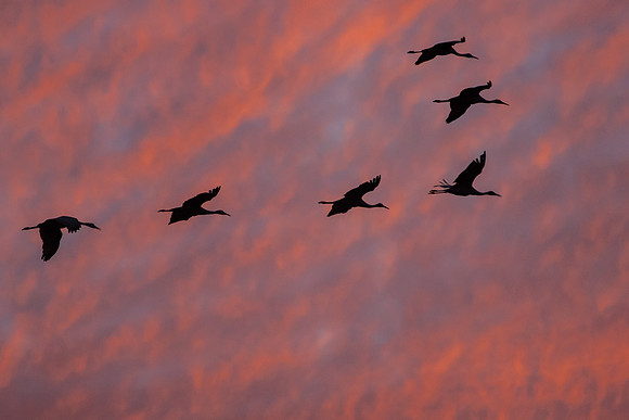 Sandhill Cranes Flying at Sunset