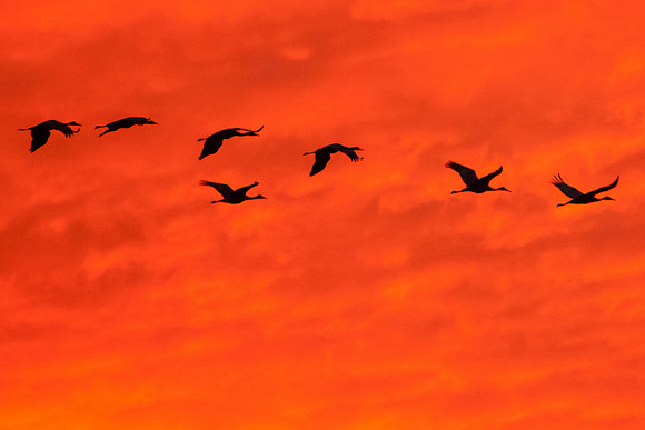 Sandhill Cranes Flying at Sunset