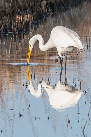 Great Egret