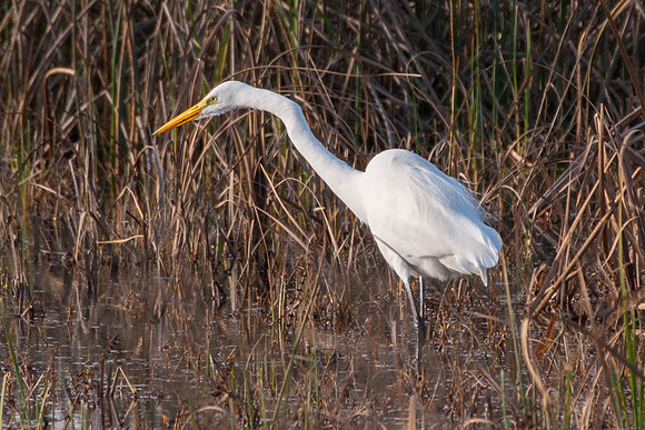 Great Egret