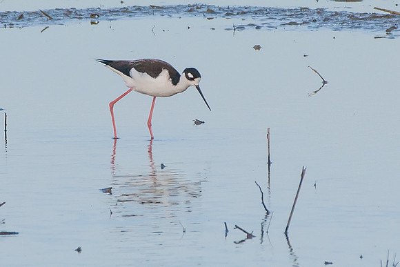 Black-necked Stilt