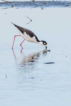 Black-necked Stilt