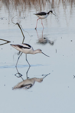 Avocet (Black-necked stilt in background)