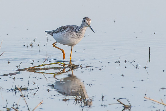 Sandpiper