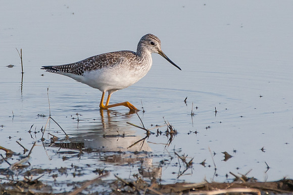 Sandpiper
