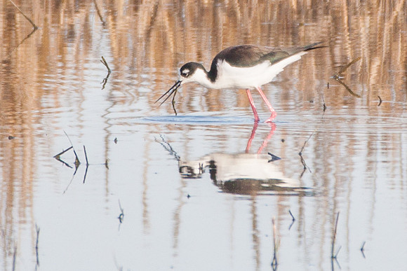 Black-necked Stilt
