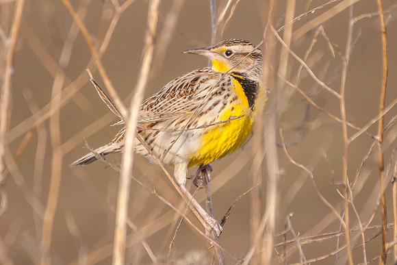 Western Meadowlark