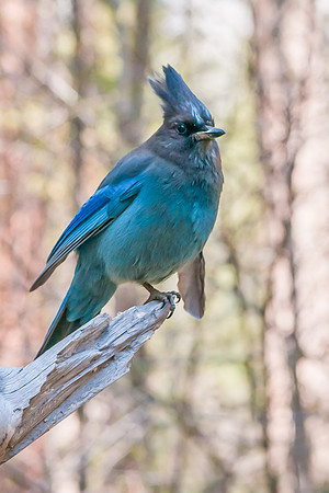 Steller's Jay