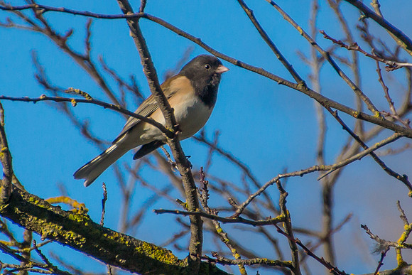 Dark-eyed Junco