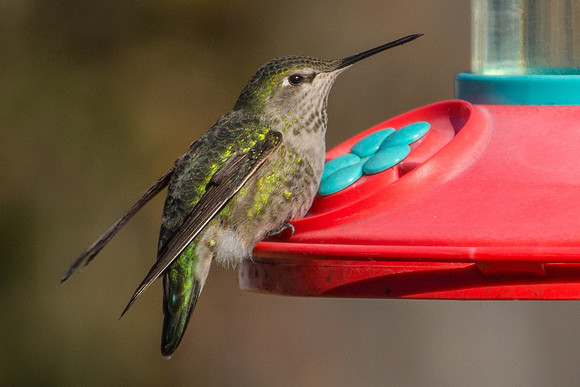 Hummingbird