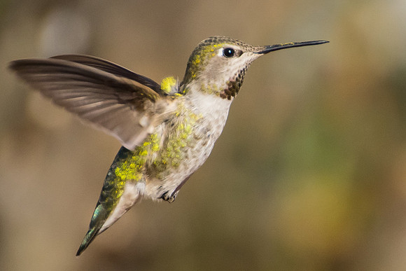 Hummingbird