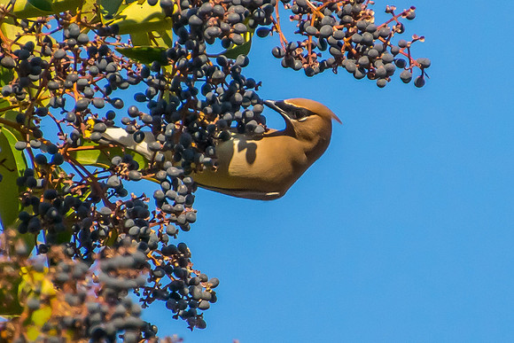 Cedar Waxwing
