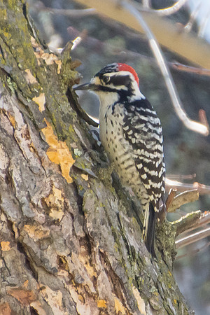 Woodpecker