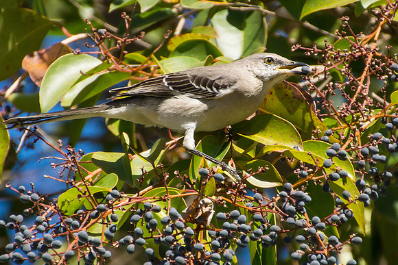 Mockingbird