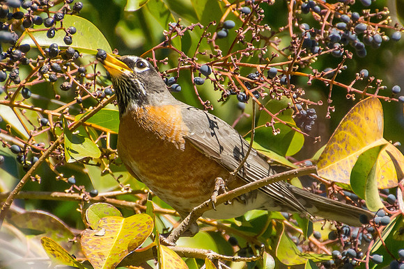American Robin
