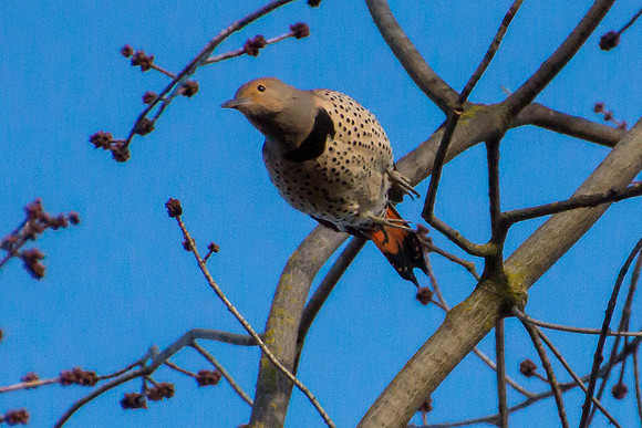 Northern Flicker