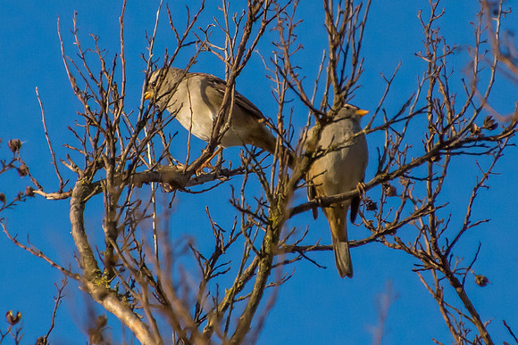 White-crowned Sparrows