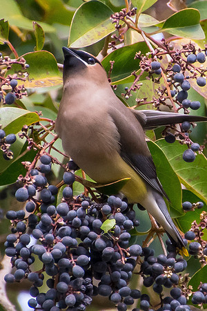 Cedar Waxwings